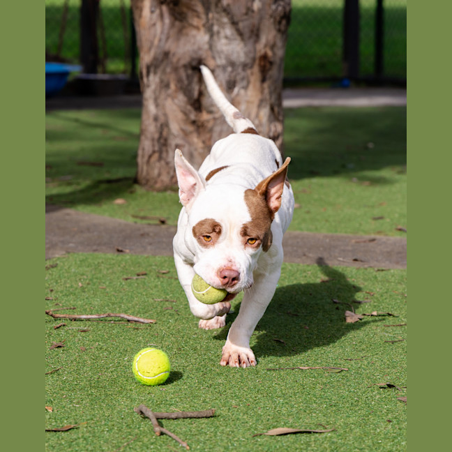 Photo of Tazzie