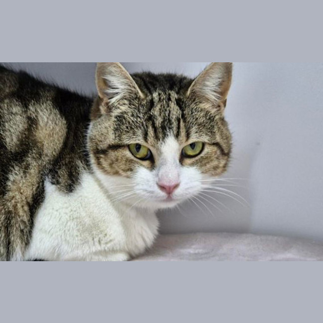 Photo of Olive