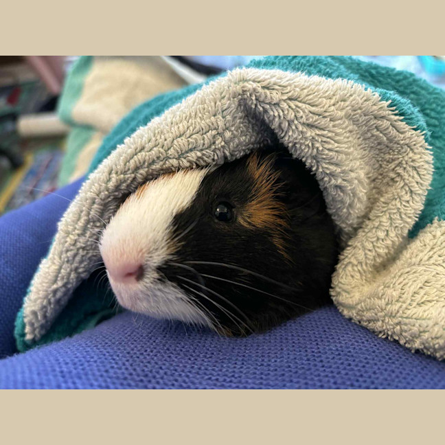 Photo of Bertie Boy