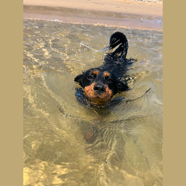 Photo of Bean   1 Year Old Dachshund X