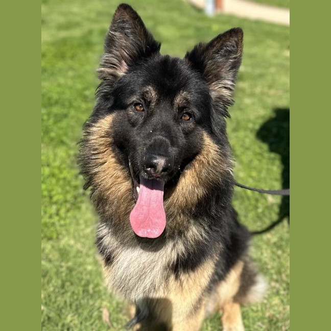 Photo of Rex