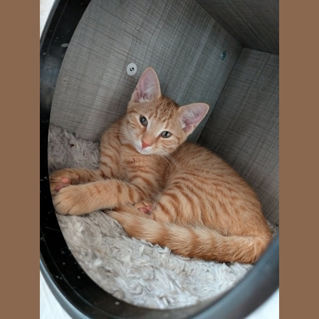 Photo of Misty