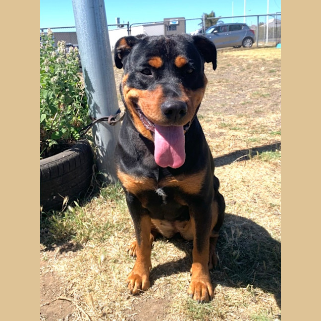 Photo of Tilly (67871)