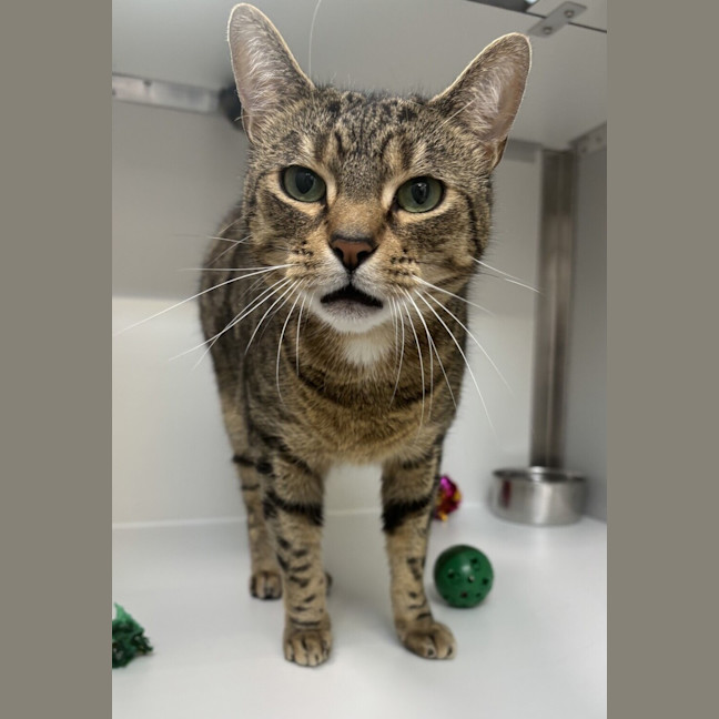Photo of Ziggy (Bonded To Twiggy)