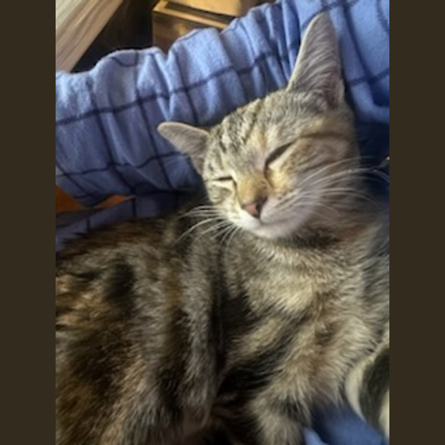 Photo of Hankine