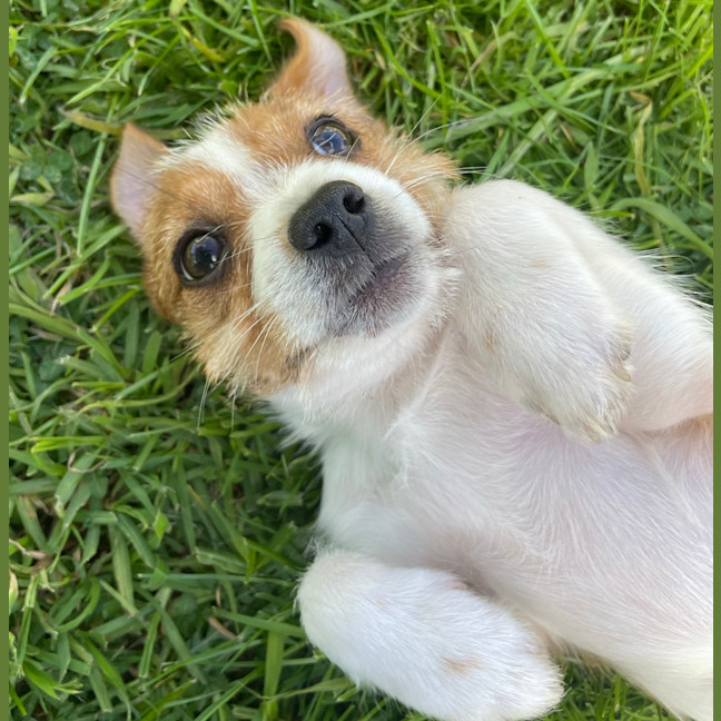 Photo of Trixie