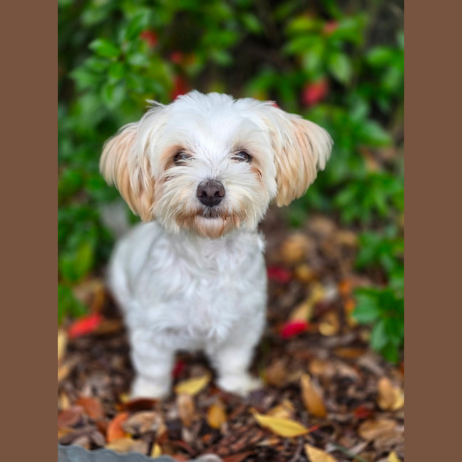 Photo of Daisy