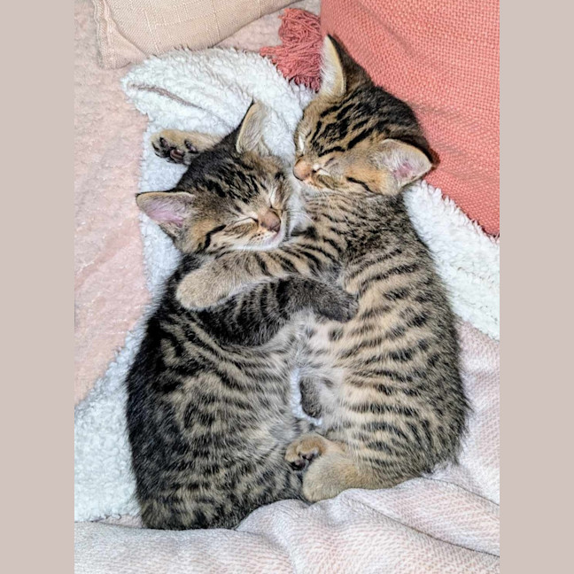 Photo of Rosie & Bailey 