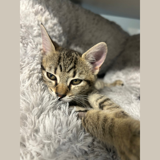 Photo of Bean