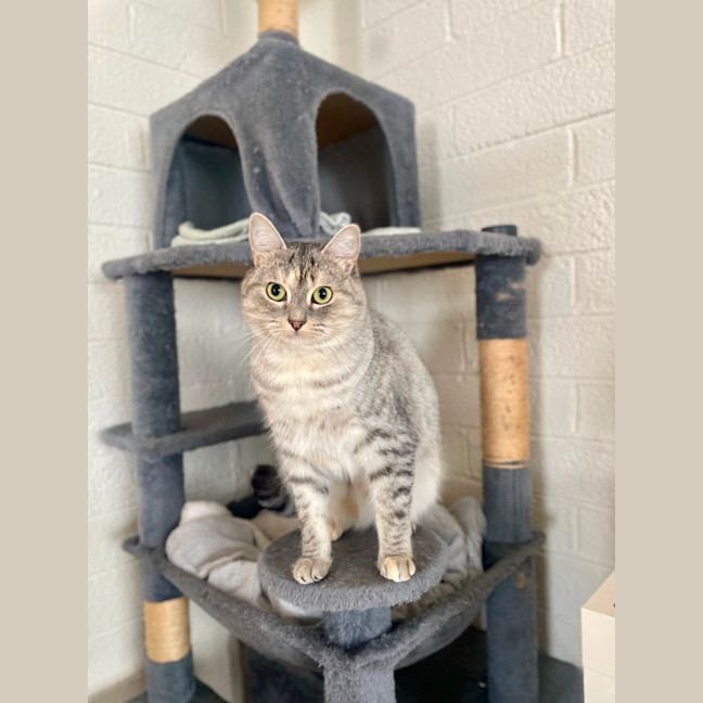 Photo of Bunyip   The Rogue Of The Rescue World! 🐾💥