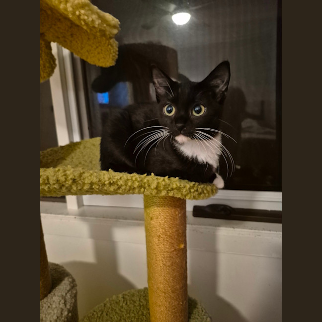 Photo of Fantail ** 2nd Chance Cat Rescue **
