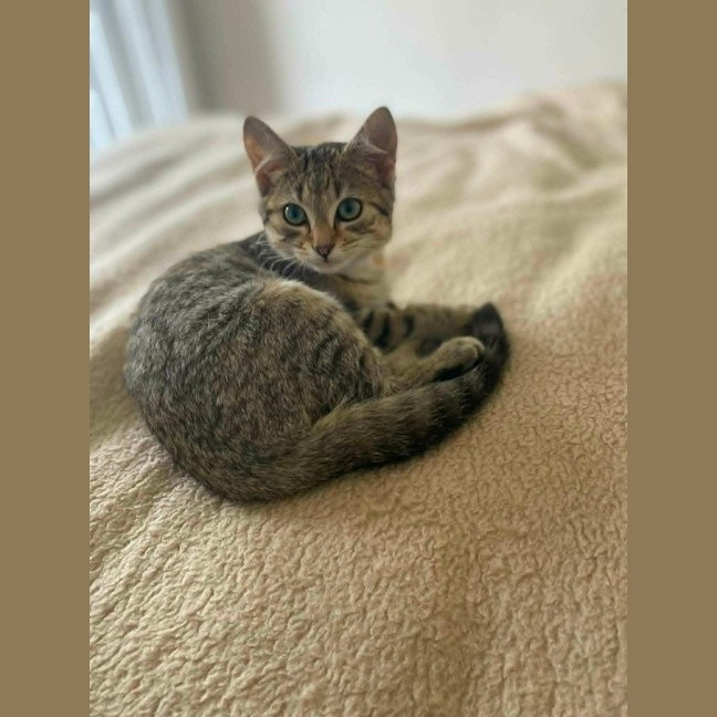 Photo of Juno   In Foster Care In Reservoir