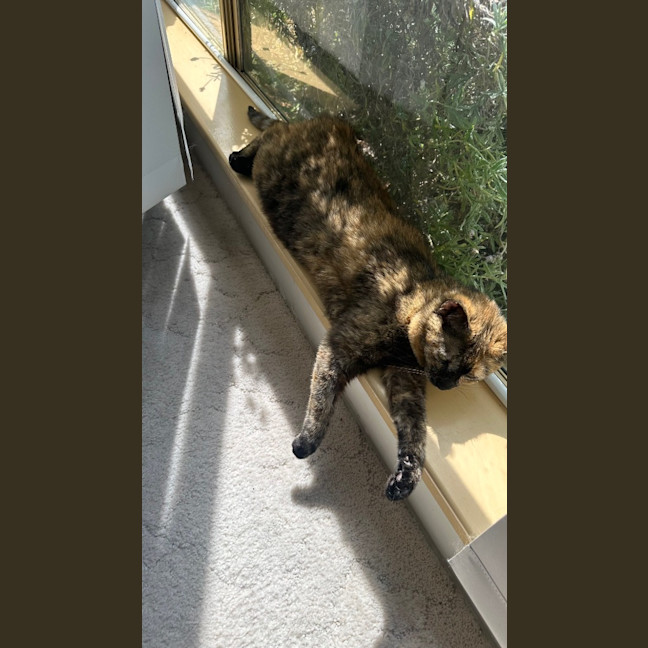Photo of Misty