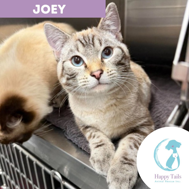 Photo of Joey