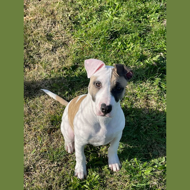Photo of Oliver