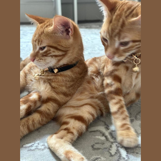 Photo of Apollo & Jupiter