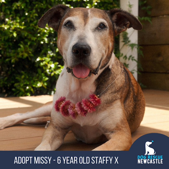 Photo of Missy   6 Year Old Staffy X