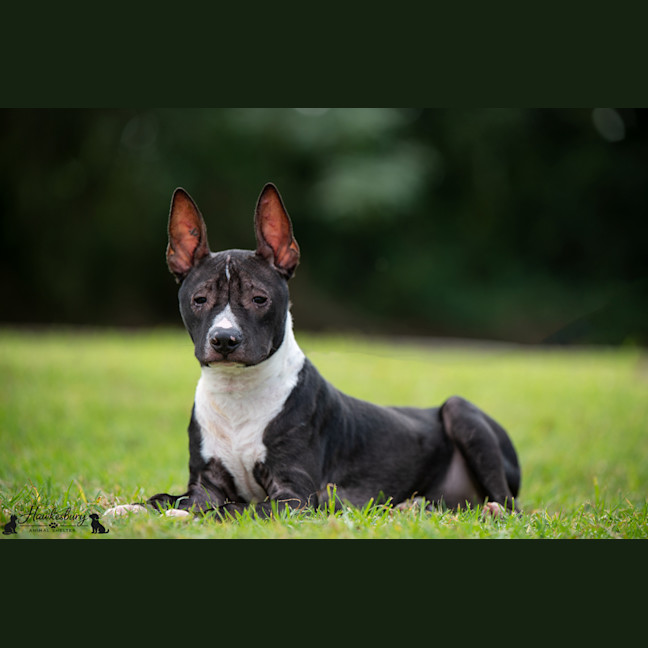 Photo of Darcy