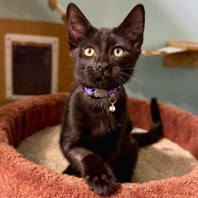 Photo of 11225   Donnie Doughnuts