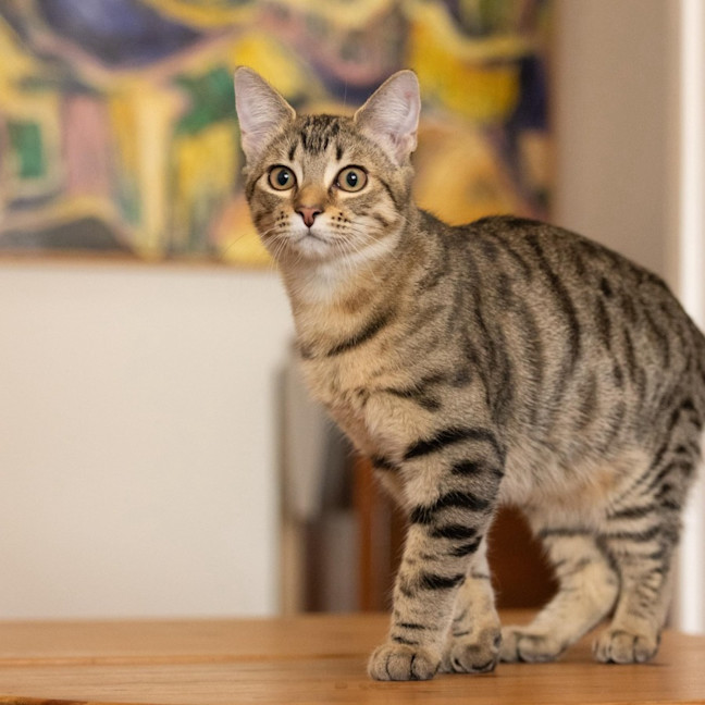 Photo of Rudder   In Foster Care In Reservoir