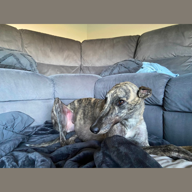 Photo of Roxy