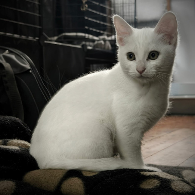 Photo of Smudge