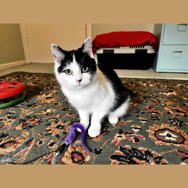 Photo of Ayla * 9 Lives Project Rescue*