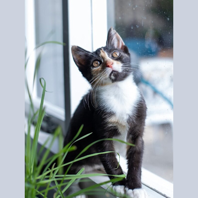 Photo of Honey
