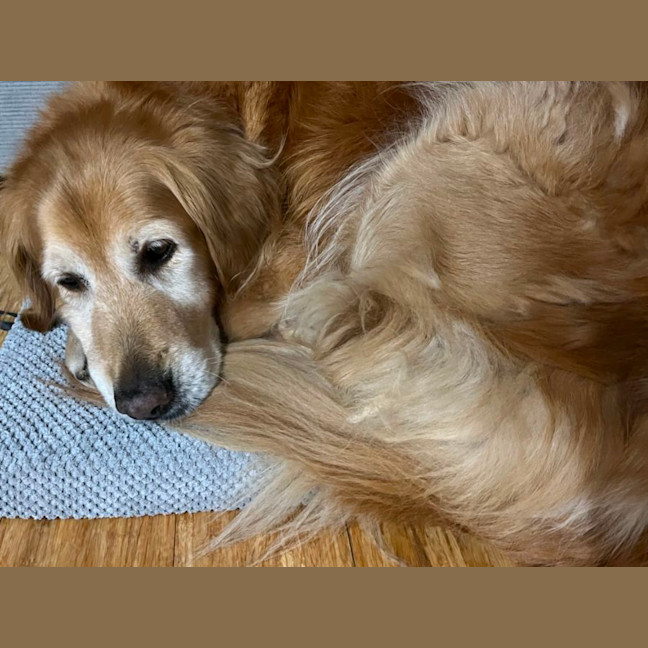 Photo of Daisy And Tonka