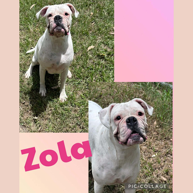Photo of Zola