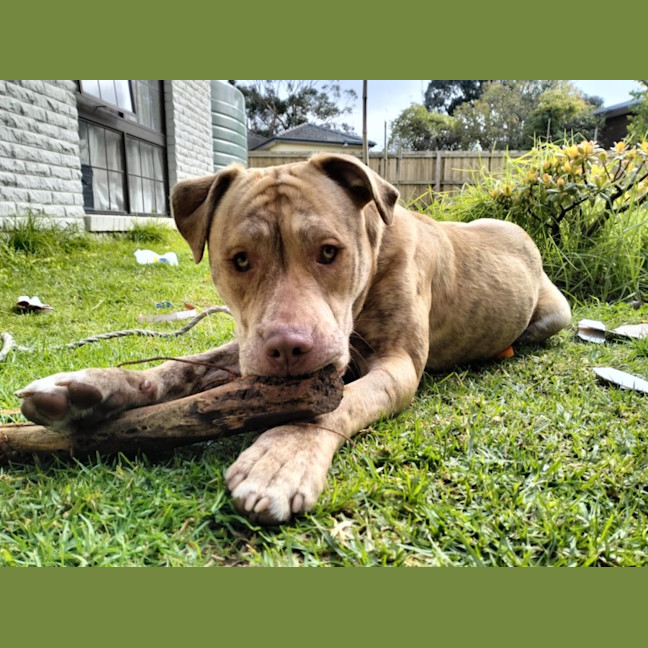 Photo of Theodorable