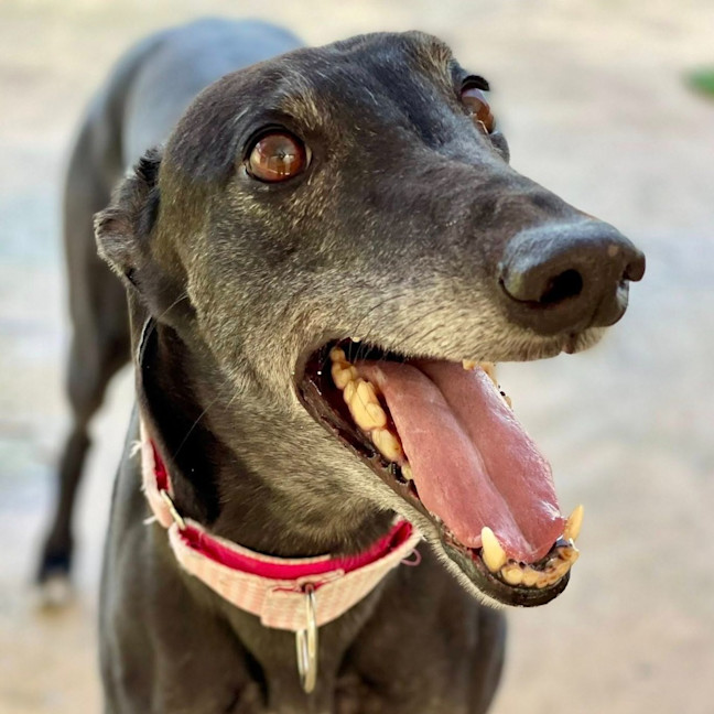 Photo of Jadzia The Greyhound