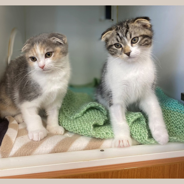 Photo of Paddy & Talullah