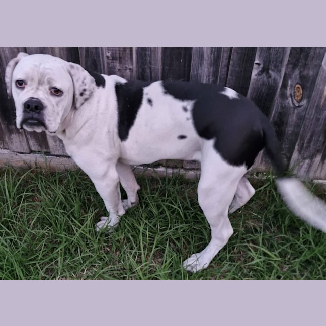 Photo of Puck