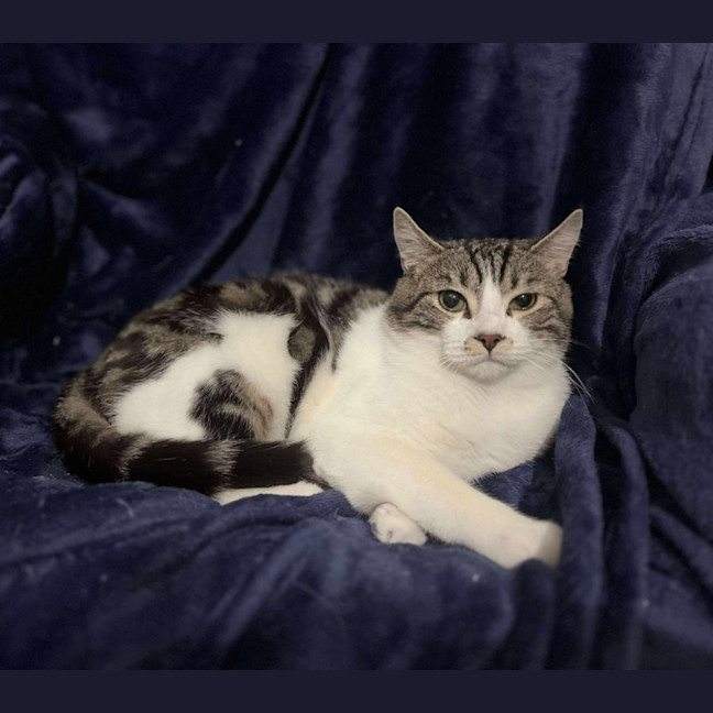 Photo of Jj *9 Lives Project Rescue*