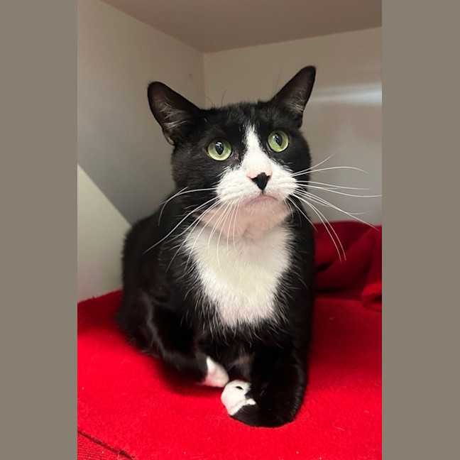 Photo of Atticus
