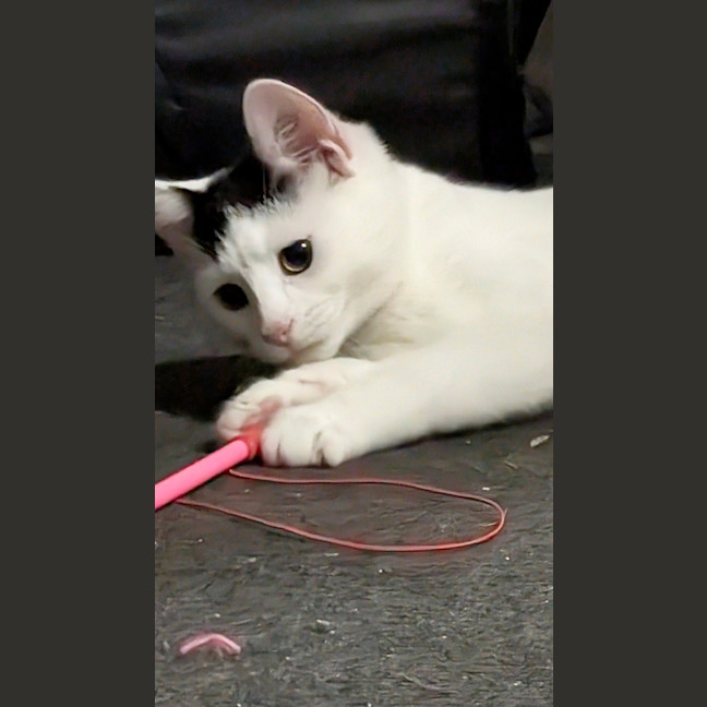 Photo of Diva
