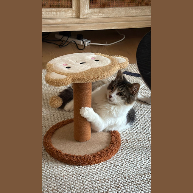 Photo of Atlas