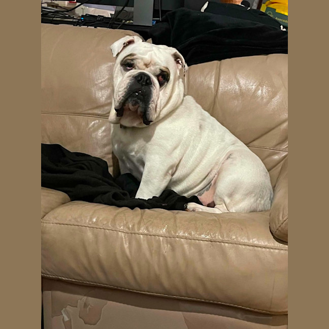 Photo of Bruce