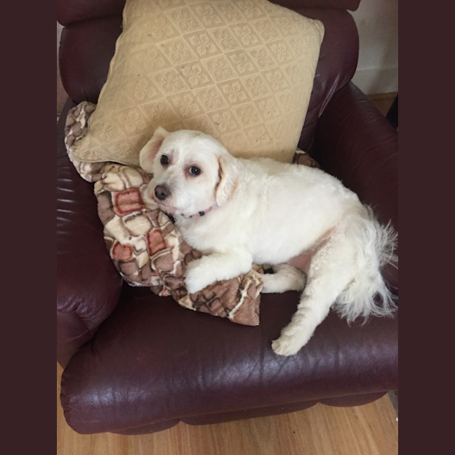 Photo of Barry & Maisy 