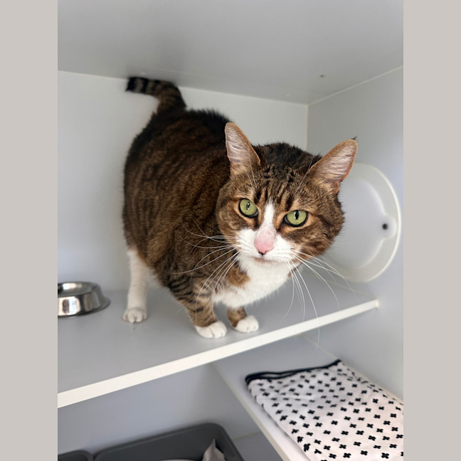 Photo of Juno