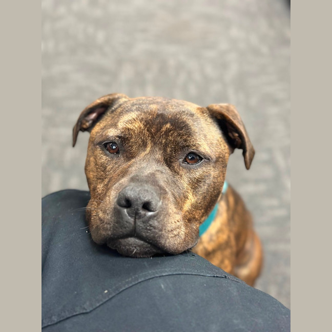 Photo of Ralphy Aka Wreck It Ralph