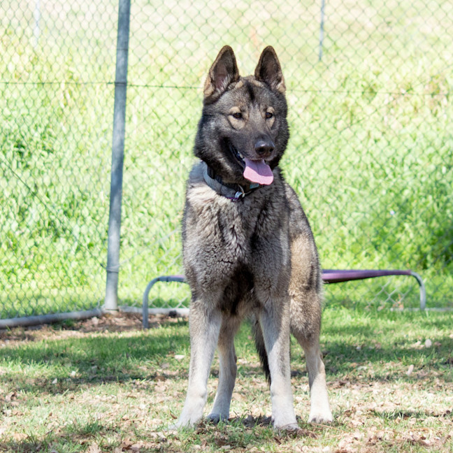 Photo of Kona