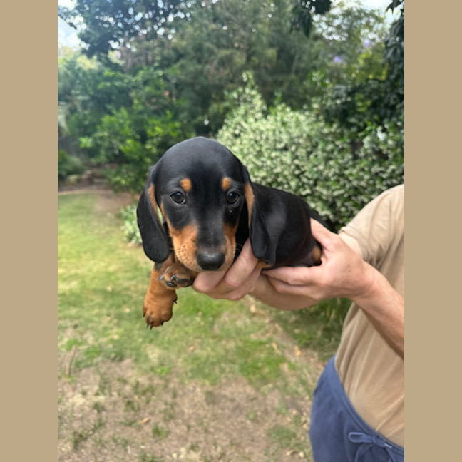 Photo of Luna's Puppies Just Released