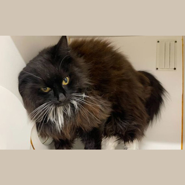 Photo of Jinx