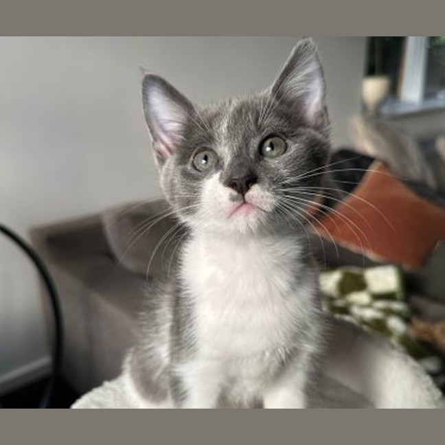 Photo of Rogue