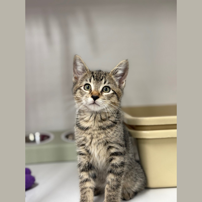 Photo of Cookie