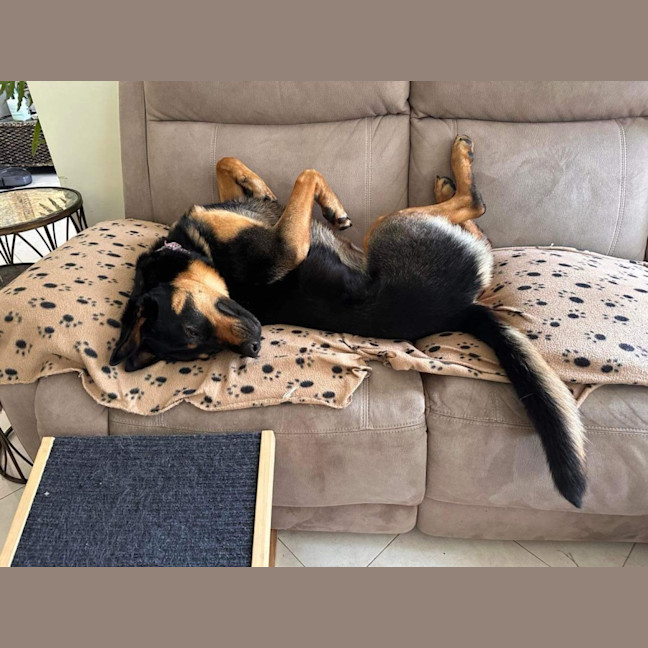 Photo of Maggie   2 Year Old Shepherd X Rottweiler (Trial)