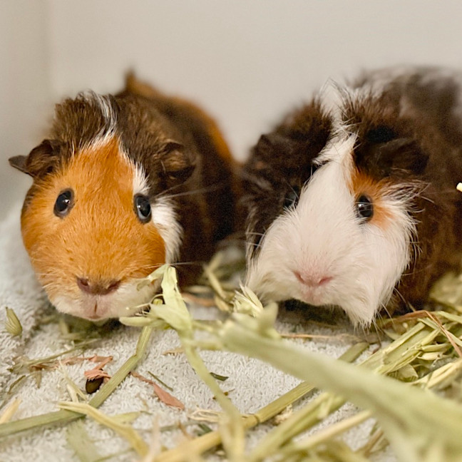 Photo of Malcolm & Herbert