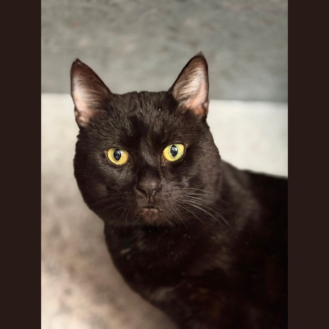 Photo of Mister